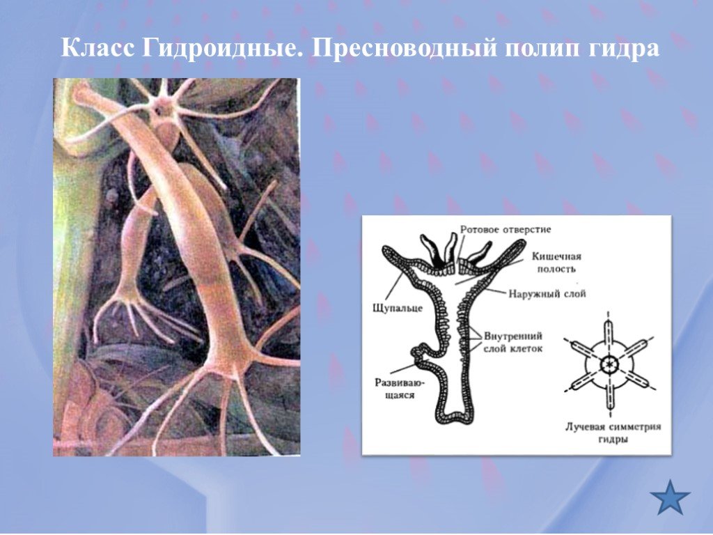 Кракен сайт вход официальный зеркало